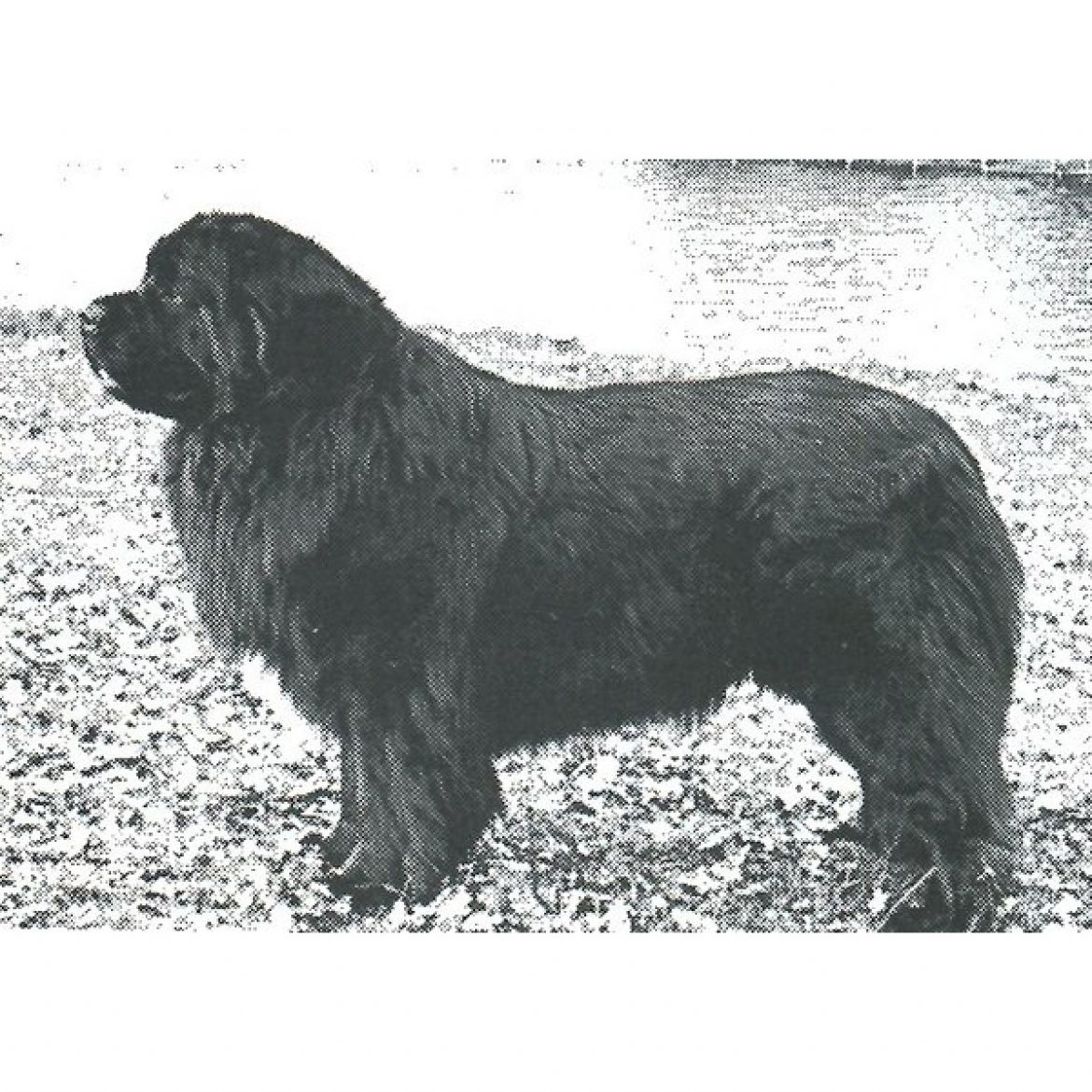 R Ashness Terlano (07-01-1990)